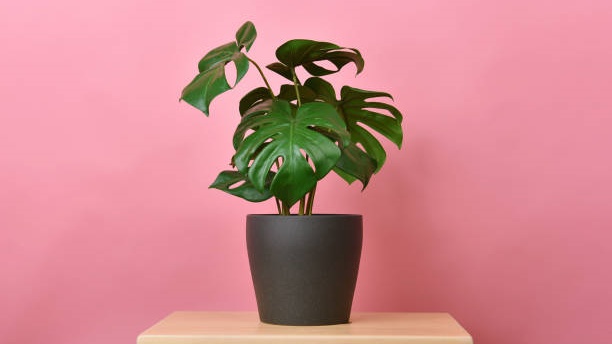 Indoor Artificial Plant Artificial Pot plant